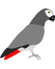 cenerino